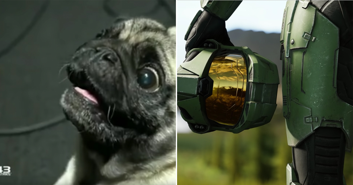 Pug hired to make alien sounds in upcoming ‘Halo’ game : theCHIVE
