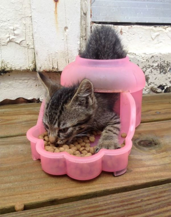 Cats Using Up All Nine Of Their Lives