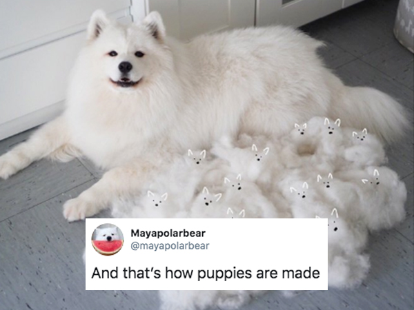 samoyed and chow wallpaper｜TikTok Search