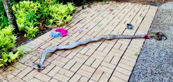 Evan Thompson rescued his son from massive 4.5m Scrub Python attack