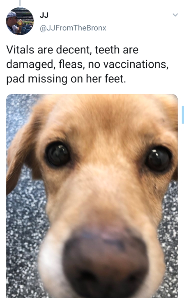 A loving family shares the story of adopting a stray dog names Suzy