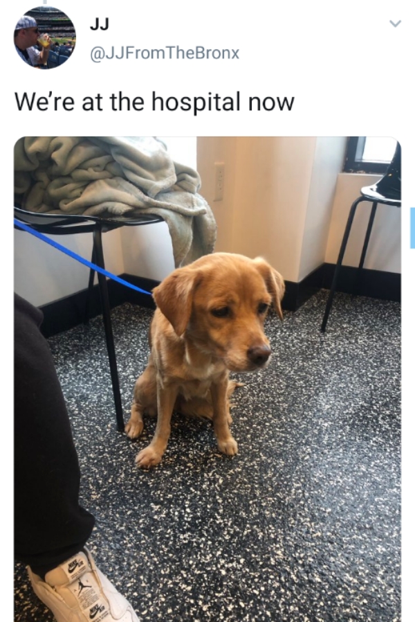 A loving family shares the story of adopting a stray dog names Suzy