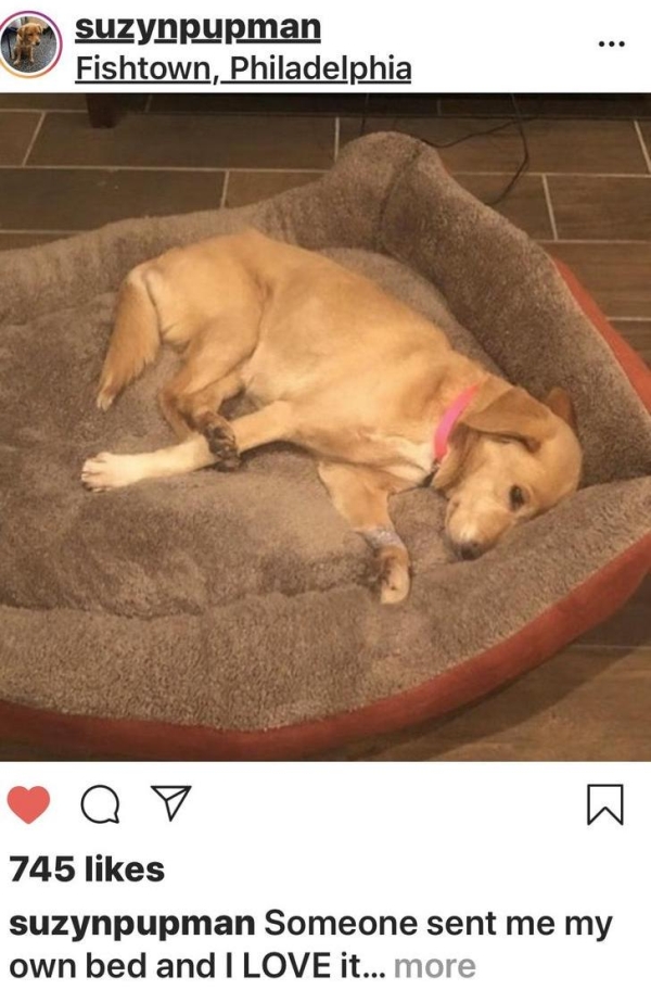 A loving family shares the story of adopting a stray dog names Suzy