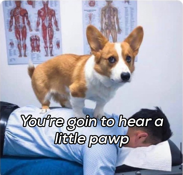 Funny memes about having pets that are too true