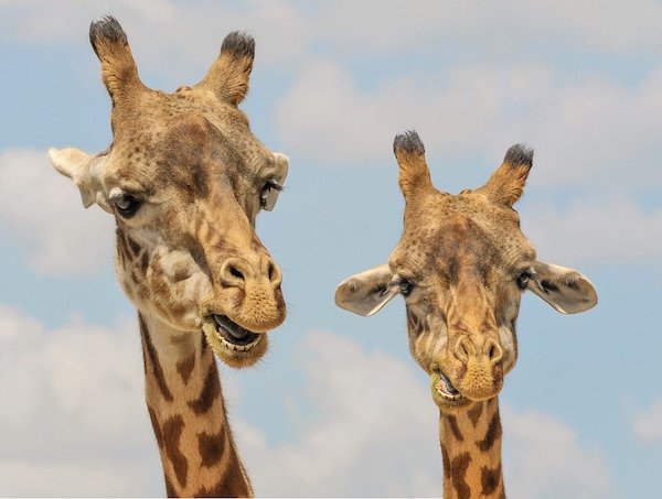 Randomest Animal Random animal facts people rarely hear about