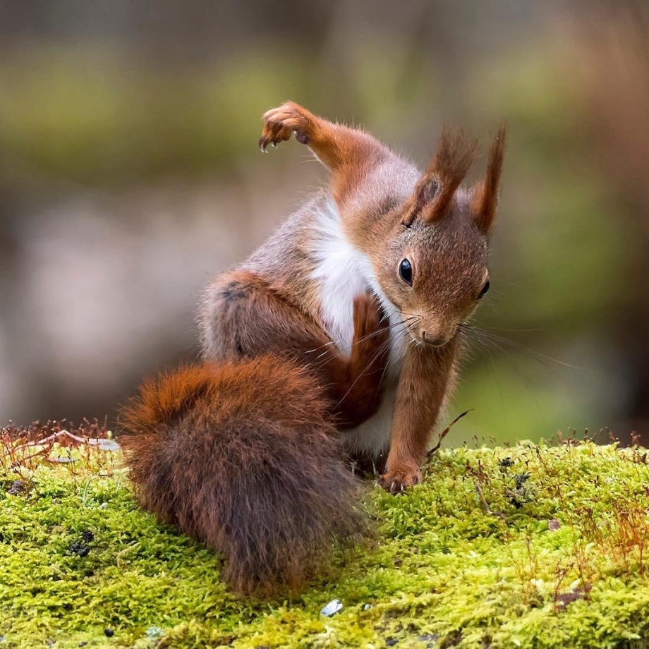 High-Definition-Gallery-Of-Squirrels-Fro