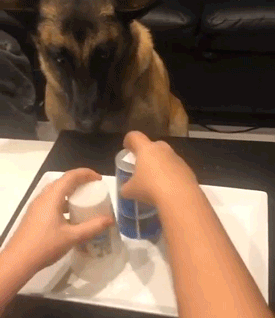 Wholesome-Animals-Bring-Endless-Happiness-00000005.gif