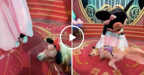 Same, Minnie mouse-adoring service dog, same (Video)