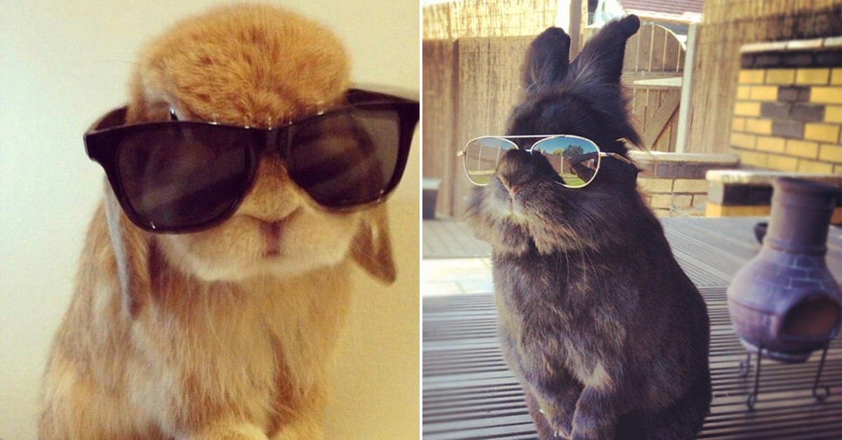 Bunnies in sunnies rabbits wearing the sh*t out of some shades theCHIVE