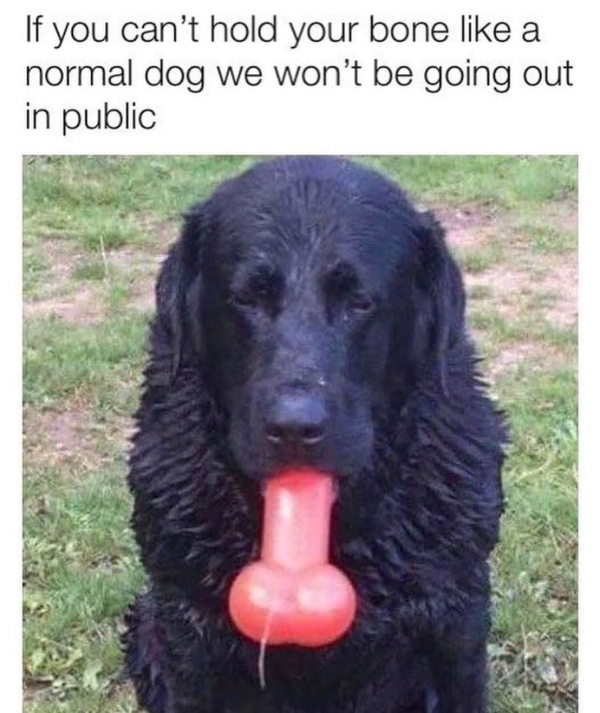 Dog Memes You Ll Want To Show Your Dog Even Though He Can T Read 32 Photos