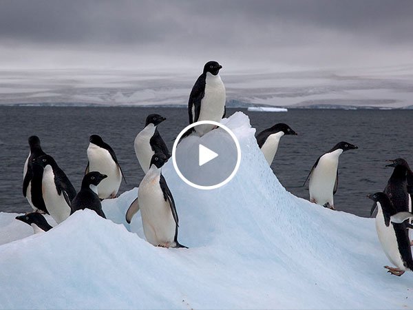 Adorable Penguin Narrowly Escapes With His Life