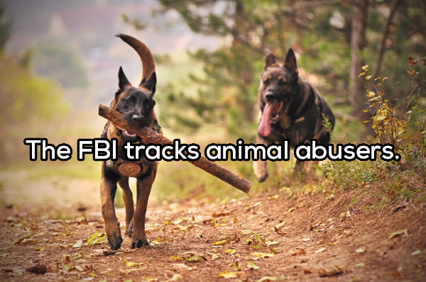 Interesting facts about dogs
