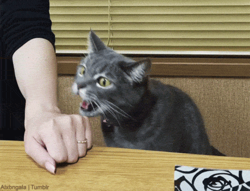 the-exact-moment-people-realized-their-cats-were-total-aholes-xx-photos-28.gif