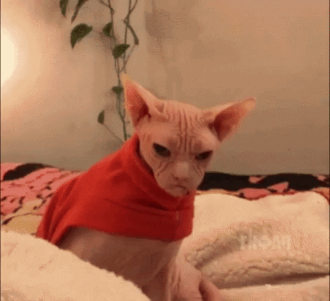 the-exact-moment-people-realized-their-cats-were-total-aholes-xx-photos-29.gif