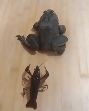 daily-afternoon-randomness-49-photos-4.gif
