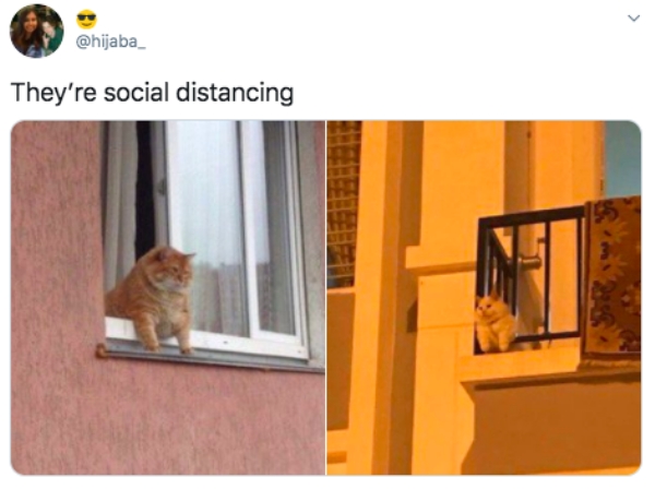 Make sure your memes are social ..................distancing (30 Photos)