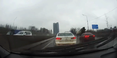 Untitled-5-1.gif