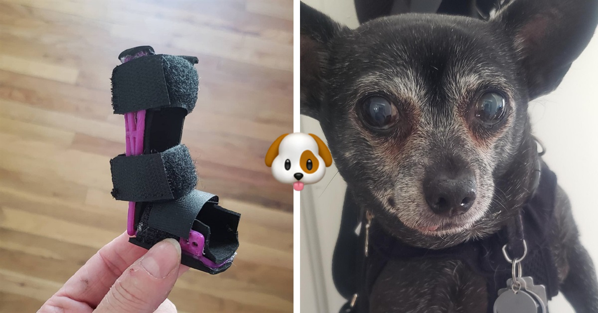 Dog with degenerative arthritis gets custom shoe theCHIVE