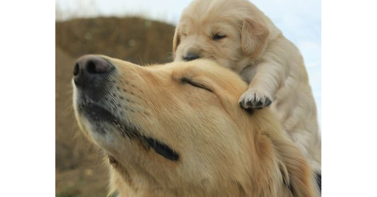 Good dogs. Good dogs everywhere theCHIVE