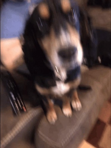 confused dog head tilt gif