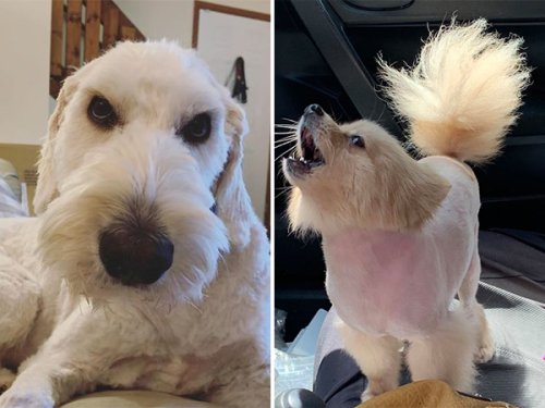 Pet owners in the doghouse for sh*tty quarantine haircuts (35 Photos)