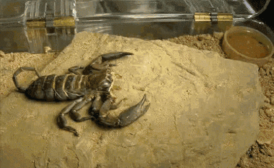 nature-is-fing-crazy-xx-gifs-6.gif
