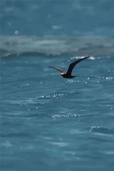 ec399e7c717e42d61e0867a5efb26dae.gif