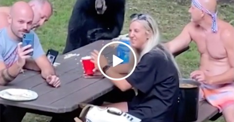 Darwin Award Nominees invite WILD BEAR to their lunch... (Video)