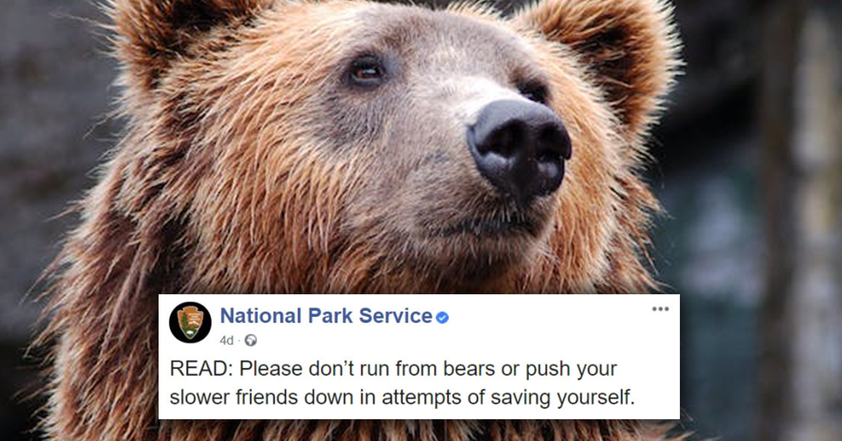 what-not-to-do-during-a-bear-encounter