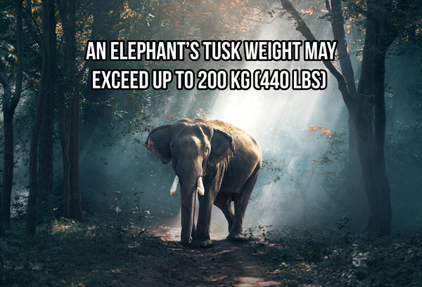 big ol facts about elephants photos 4 23 big ol facts about ELEPHANTS! (23 Photos)