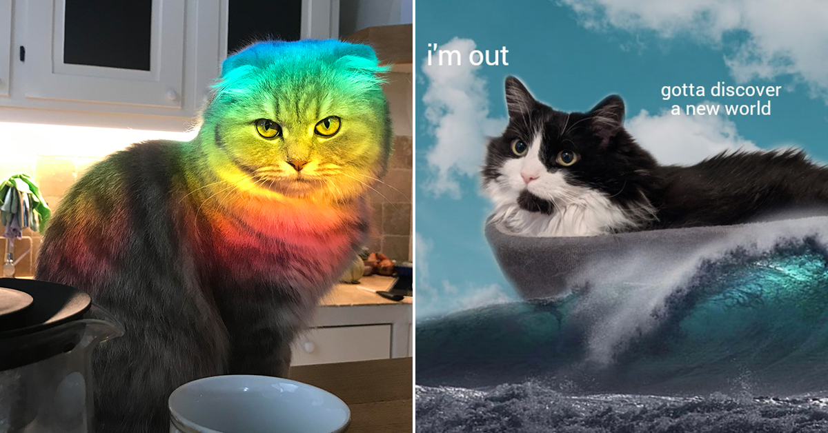 Cat Saturday theCHIVE