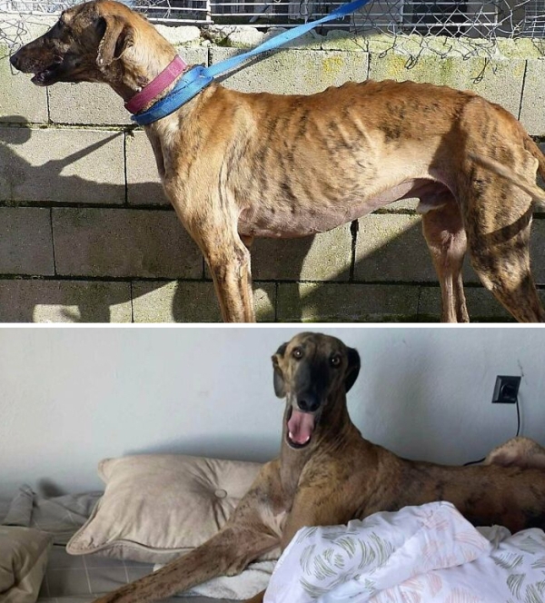 Who doesn't love a good pet rescue story