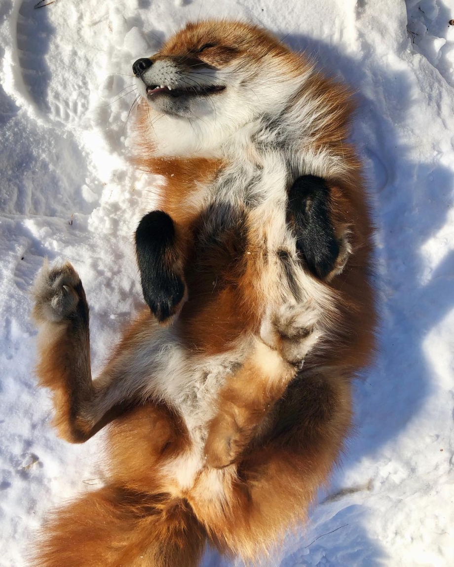 Loving fox is inseparable from the man who saved him from a fur farm