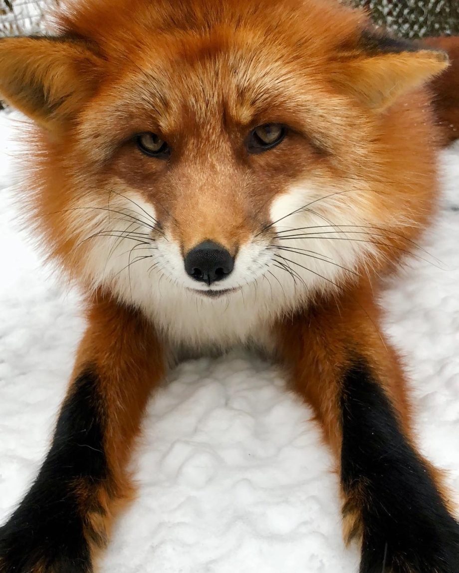 Loving fox is inseparable from the man who saved him from a fur farm