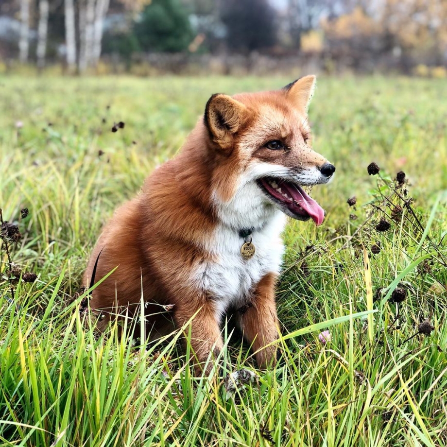 Loving fox is inseparable from the man who saved him from a fur farm