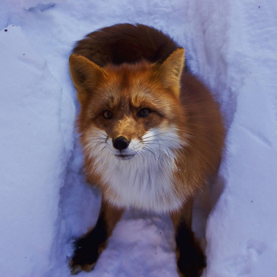 Loving fox is inseparable from the man who saved him from a fur farm