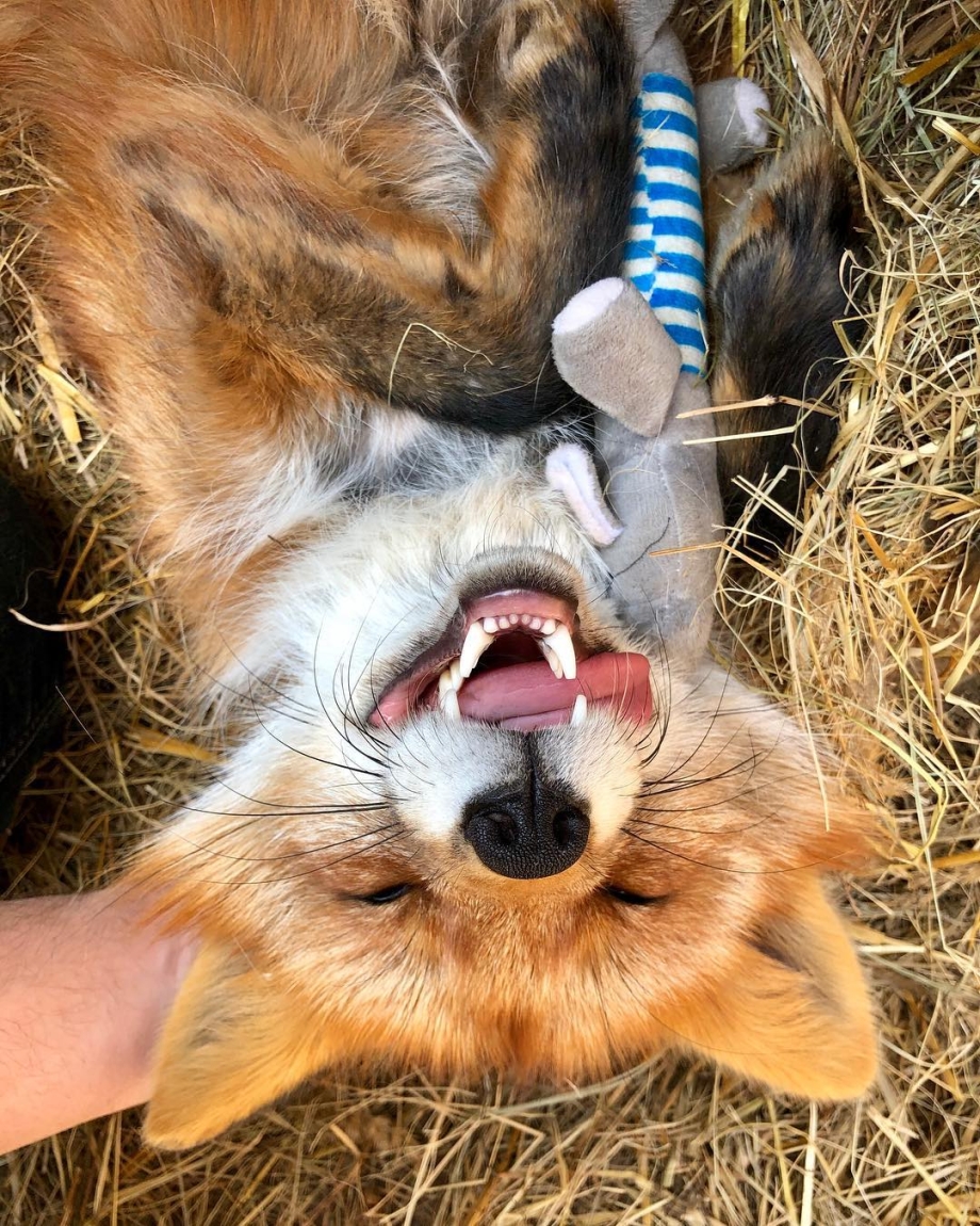Loving fox is inseparable from the man who saved him from a fur farm