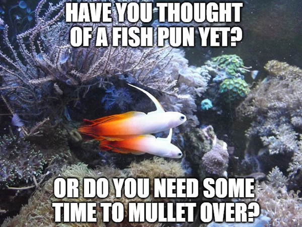 Aquarium Memes For All The Fish Lovers Out There