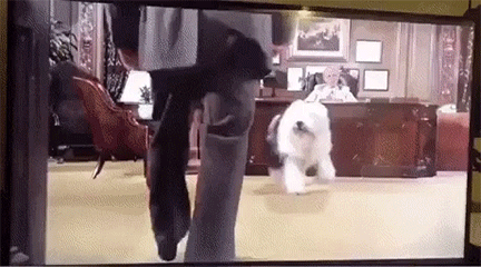 daily-afternoon-randomness-49-photos-3-1.gif