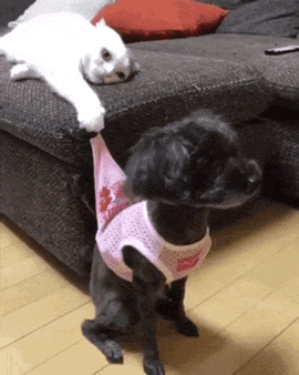 daily-morning-awesomeness-38-photos-2.gif