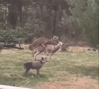 weekend-morning-awesomeness-36-photos-3.gif