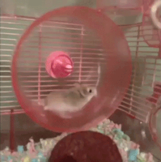 daily-morning-awesomeness-36-photos-2-1.gif