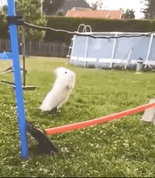 weekend-afternoon-randomness-3.gif