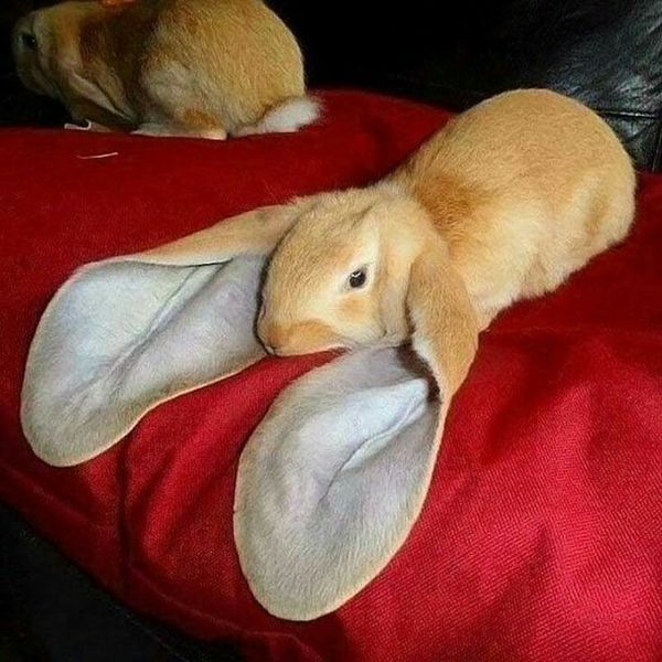 Sh!tty day? Here are 10 uplifting News stories plus BUNNIES!