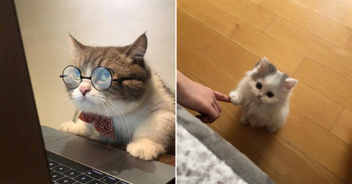 50 Reasons why you SHOULD have a cat