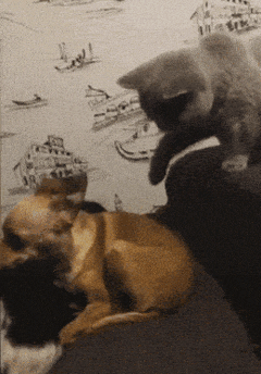 daily-morning-awesomeness-38-photos-3-2.gif