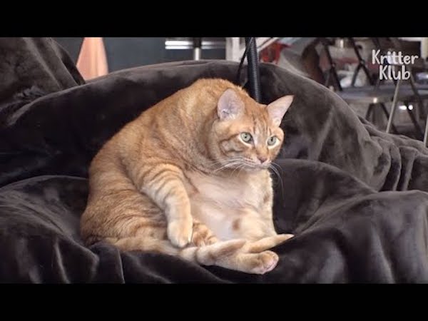 If cats could use a google search bar, this is what they'd say