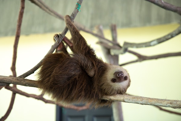 Sh!tty day? Here are 10 uplifting News stories plus SLOTHS!