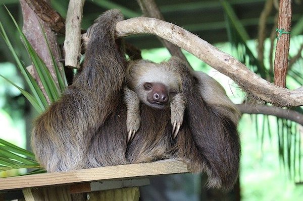 Sh!tty day? Here are 10 uplifting News stories plus SLOTHS!