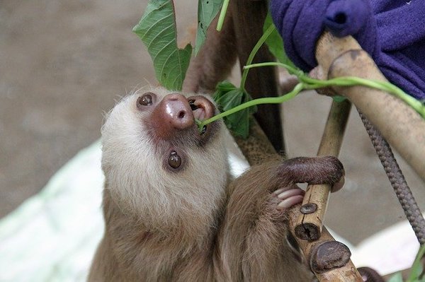 Sh!tty day? Here are 10 uplifting News stories plus SLOTHS!